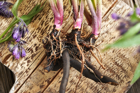 Comfrey or knitbone root on a wooden table