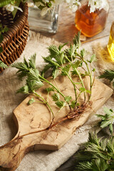 Fresh stinging nettle plant with roots - ingredient for herbal medicine