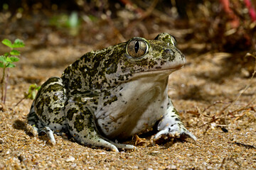 Syrische Schaufelkröte - Weibchen // female Eastern spadefoot, Syrian spadefoot (Pelobates syriacus boettgeri ) - Ropotamo Nature Reserve, Bulgarien
