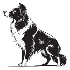 Fototapeta premium black border collie dog Silhouette Vector, High Quality Illustration on White Background