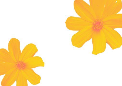 Two vivid orange flowers with soft petals and a golden center isolated on a transparent background, ideal for design, decoration, and creative projects.