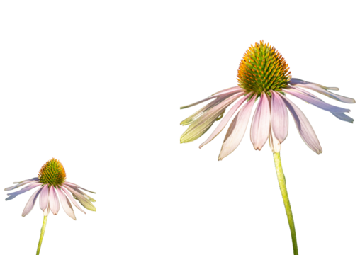 Two echinacea flowers (coneflowers) with delicate pink petals and spiky orange-green centers on a transparent background, perfect for natural, botanical, and herbal-themed designs.