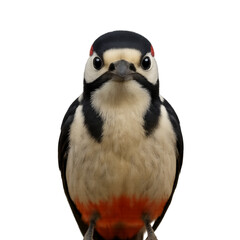 Naklejka premium Picchio rosso maggiore (Dendrocopos major) , isolato su sfondo trasparente, primo piano frontale