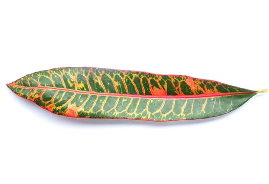 Garden croton leaf isolated on white background.