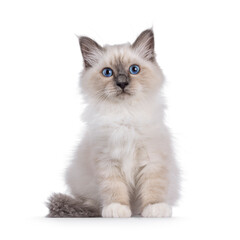 Handsome Sacred Birman cat kitten, sitting up facing front. Looking towards camera with breed typical blue eyes. Isolated on a white background.