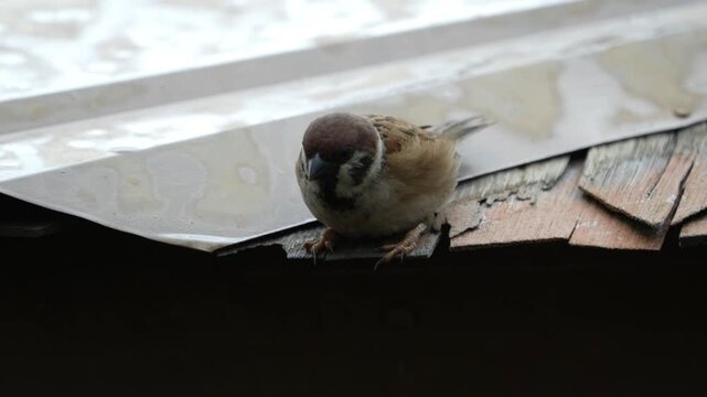 passer montanus known as the eurasian tree sparrow is a small brown bird with a black cheek spot commonly seen in gardens parks and farmlands across asia and europe