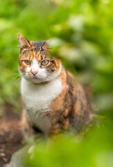 domestic tricolored cat with green eyes in a garden