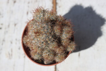 kaktus kaktus Mammillaria VETULA elongata Mamilaria