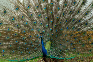 Obraz premium Indian peacock with feathers out