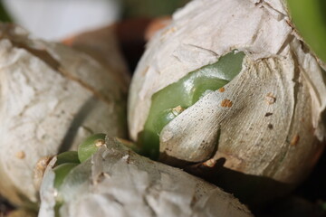 Ornithogalum Caudatum cebula Indyjska