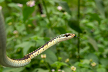 Common bronze-back tree snake is a species of colubrid tree-snake found in South Asia. It is not venomous, and harmless to humans.