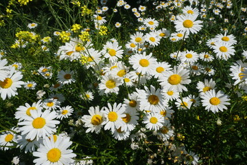 summer daisies in country field. floral backdrop of small daisy flowers 