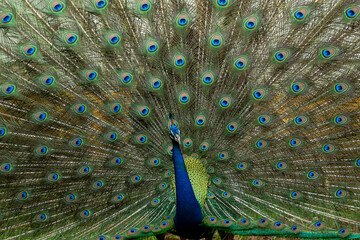 Obraz premium Indian peacock displays its beautiful feathers during the mating season