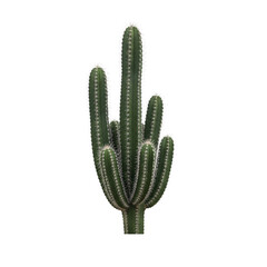 Tall green cactus on transparent background © PNG Lab