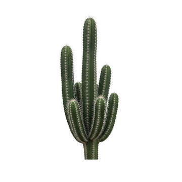 Tall green cactus on transparent background