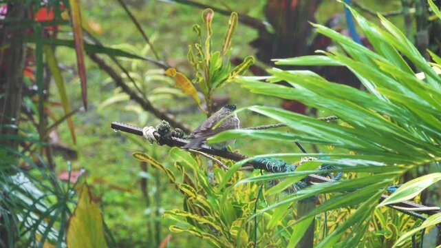 yellow-vented Bulbul (Pycnonotus) in Indonesia. Winter