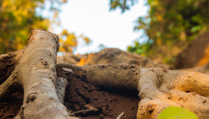 Obraz premium Bioluminescent Skirret Roots in Soil