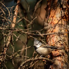 European Crested Tit (Lophophanes cristatus) in early spring.