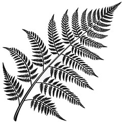 Detailed black silhouette of a delicate fern frond with many small leaves on a white background