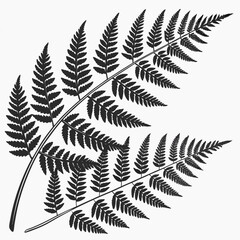 Naklejka premium Elegant black silhouette of a delicate fern frond with intricate leaves on a white background
