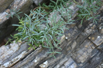 Rosemary