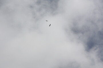 birds in the sky