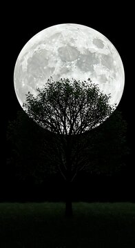満月の夜、影絵のような木 (Mangetsu no yoru, kagee no yōna ki)