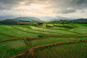 Fototapeta premium Rice Field Terrace in Pa Bong Piang, Chiang Mai, Thailand