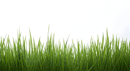Obraz premium Fresh green grass blades forming a natural border on white background for spring, garden and nature concept