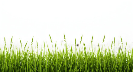 Obraz premium Fresh green grass blades forming a natural border on white background for spring, garden and nature concept