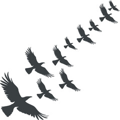 A flock of silhouetted birds soaring in formation across a white background Art & Illustration