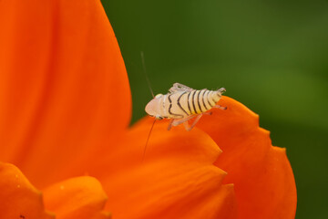 Tiny black and white insect resting