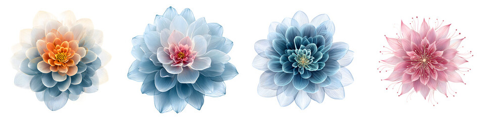 Obraz premium Translucent Dahlia Flowers: Set of Delicate Blooms in Pastel Colors