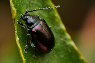 Purple beetle resting on green leaf