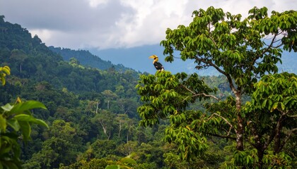 Obraz premium Hornbill perches atop tropical tree