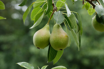 Close-up of ripe green pears hanging from a tree branch surrounded by lush green leaves in the garden