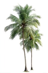 Trees background isolated palm.