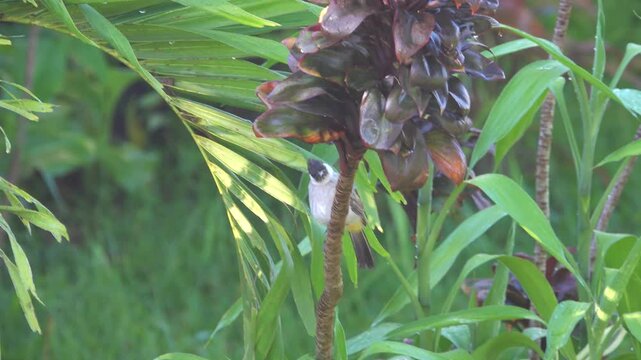 yellow-vented Bulbul (Pycnonotus) in Indonesia. Winter