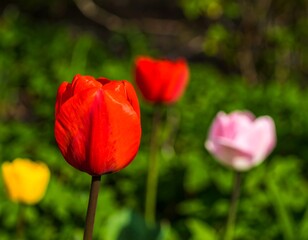 Obraz premium Vibrant tulips in a garden bed
