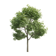 tulip tree on white background.
