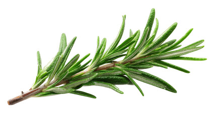 A close up macro photograph of a fresh green rosemary branch with aromatic needle like leaves showcasing the plant s texture and detail against a soft blurred background.