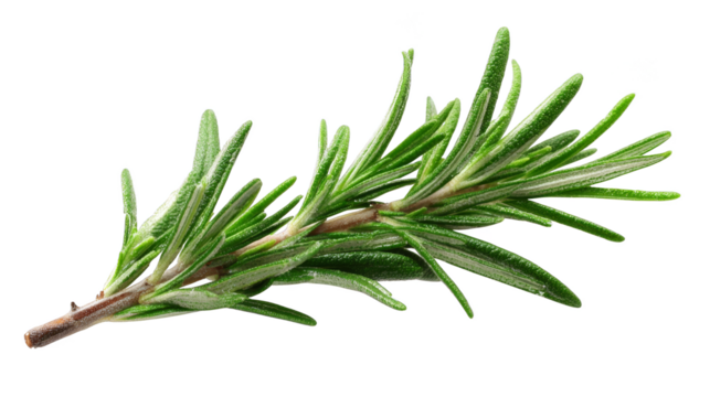 A close up macro photograph of a fresh green rosemary branch with aromatic needle like leaves showcasing the plant s texture and detail against a soft blurred background.