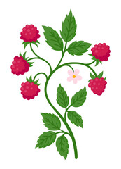 Raspberry branch bearing ripe red fruit, green leaves, and delicate pink blossoms, flat illustration isolated on white. Ideal for food, summer and botanical design projects
