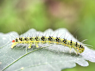 Close up of caterpillars in leaves, caterpillars (Xanthodes), Xanthodes moths
