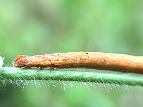 Close up of croton caterpillar (Achaea janata)