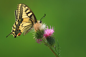 Old World swallowtail, Papilio machaon, beautiful butterfly on flower