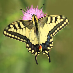 Old World swallowtail, Papilio machaon, beautiful butterfly on flower