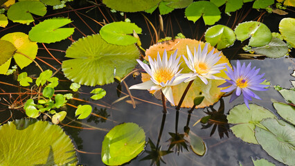 Three blooming water lilies on pond 연못 위에 핀 세 송이의 수련