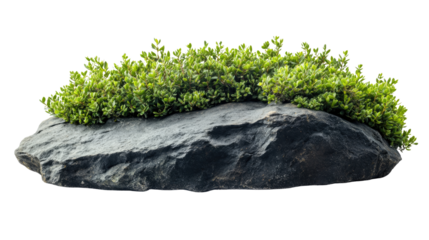 Fresh green moss growing on natural rock isolated on white background