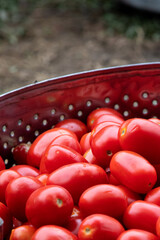 From Tomato to Sauce Bottle The Italian Production Process